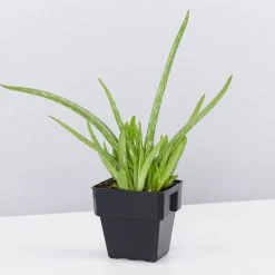 Succulents Aloe Vera Border Plants 11 Succulents Aloe Vera Border Plants