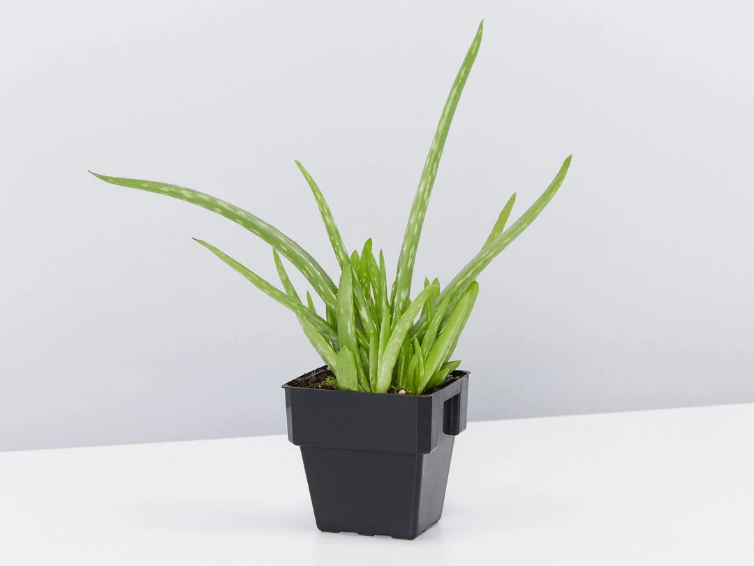 Succulents Aloe Vera Border Plants 6 Succulents Aloe Vera Border Plants