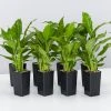 Plants In A Box Easy Care Plants Spathiphyllum Flower Bunch