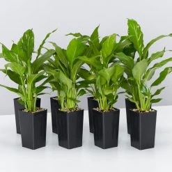 Plants In A Box Easy Care Plants Spathiphyllum Flower Bunch