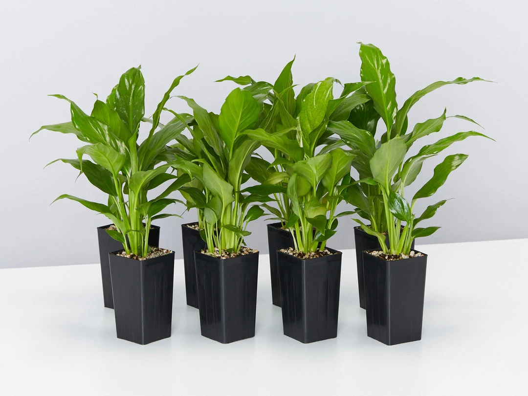 Plants In A Box Easy Care Plants Spathiphyllum Flower Bunch 3 Plants In A Box Easy Care Plants Spathiphyllum Flower Bunch