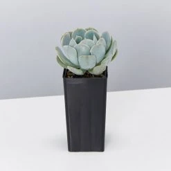 Succulents Full Sun Echeveria Secunda