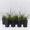 Indoor Garden Juncus Effusus Spiralis Border Plants