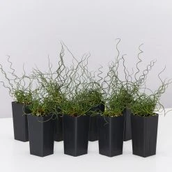 Indoor Garden Juncus Effusus Spiralis Border Plants