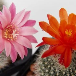 Assorted Cacti Box ???? Plant Packs