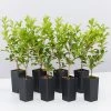 Syzygium 'Aussie Compact' Lilly Pilly Medium Hedge Pack Hedging Plants