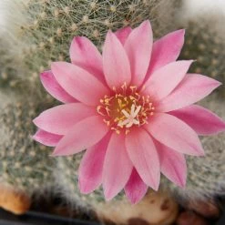Assorted Cacti Box ???? Plant Packs