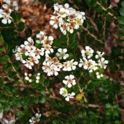 Shrubs Baeckea Mount Tozer 12 Shrubs Baeckea Mount Tozer