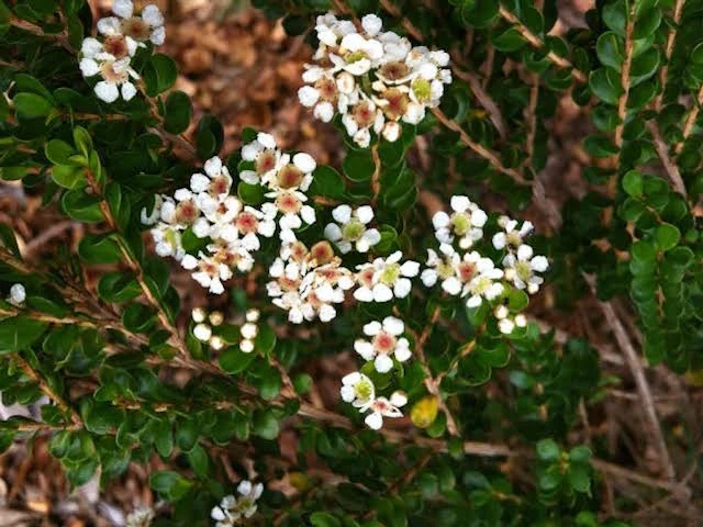 Shrubs Baeckea Mount Tozer 7 Shrubs Baeckea Mount Tozer