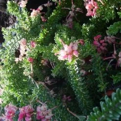 Shrubs Border Plants Grevillea Lanigera Mt Tamboritha