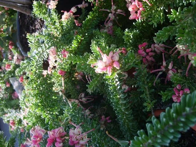 Shrubs Border Plants Grevillea Lanigera Mt Tamboritha 4 Shrubs Border Plants Grevillea Lanigera Mt Tamboritha