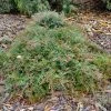 Shrubs Grevillea Carpet Layer 2 Shrubs Grevillea Carpet Layer