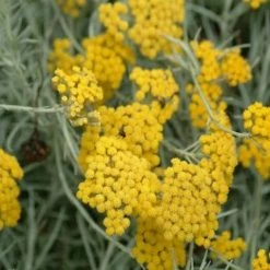 Shrubs Helichrysum Italicum Curry Plant