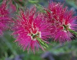 Shrubs Native Mixed Pack