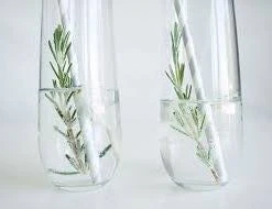 Hedge Shrubs Rosemary Garnish