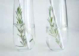 Hedge Shrubs Rosemary Garnish 4 Hedge Shrubs Rosemary Garnish