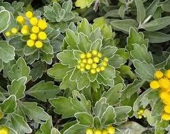 Shrubs Border Plants Chrysanthemum Silver And Gold