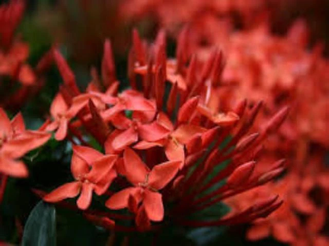 Shrubs Ixora Red Malay 4 Shrubs Ixora Red Malay