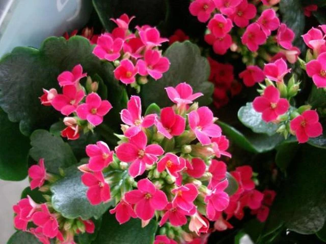 Succulents Kalanchoe Hot Pink Mini 3 Succulents Kalanchoe Hot Pink Mini