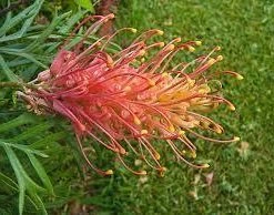 Hedge Grevillea Banksii "Superb" Hedging Plants