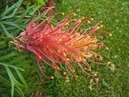 Hedge Grevillea Banksii "Superb" Hedging Plants 4 Hedge Grevillea Banksii "Superb" Hedging Plants