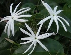 Shrubs Full Sun Jasminum Nitidum