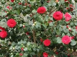 Hedge Camellia Japonica 'Black Tie' (red Flower)