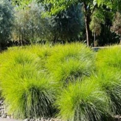 Shrubs Native Mixed Pack