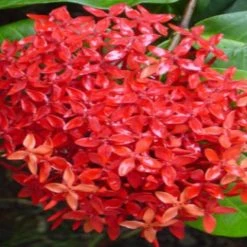 Shrubs Ixora Red Malay 9 Shrubs Ixora Red Malay