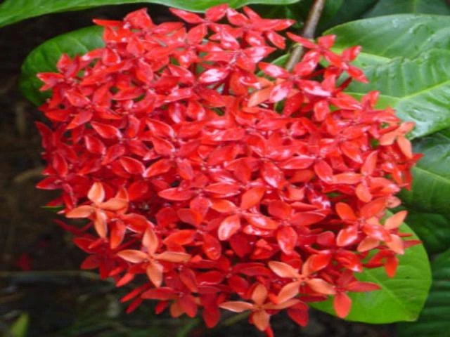 Shrubs Ixora Red Malay 6 Shrubs Ixora Red Malay