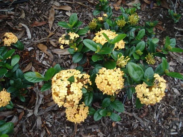 Shrubs Ixora Dwarf Yellow 4 Shrubs Ixora Dwarf Yellow