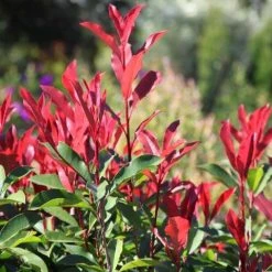 Hedge Photinia Red Robin Screening Pack Hedging Plants
