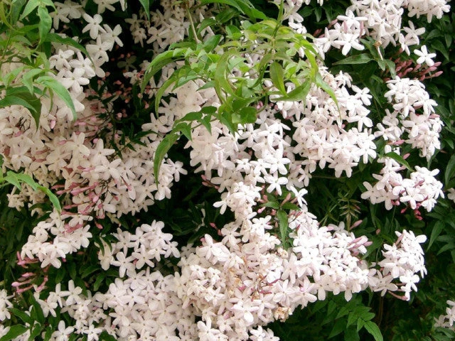 Shrubs Jasmine Polyanthum Pink Jasmine Climber Pack Ground Covers 4 Shrubs Jasmine Polyanthum Pink Jasmine Climber Pack Ground Covers