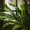 Indoor Garden Asplenium Antiquum Narrow Spaces