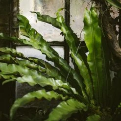 Indoor Garden Asplenium Antiquum Narrow Spaces