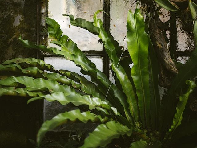 Indoor Garden Asplenium Antiquum Narrow Spaces 3 Indoor Garden Asplenium Antiquum Narrow Spaces