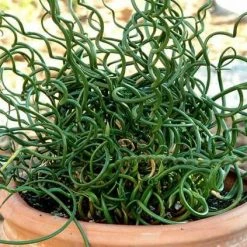 Indoor Garden Juncus Effusus Spiralis Border Plants