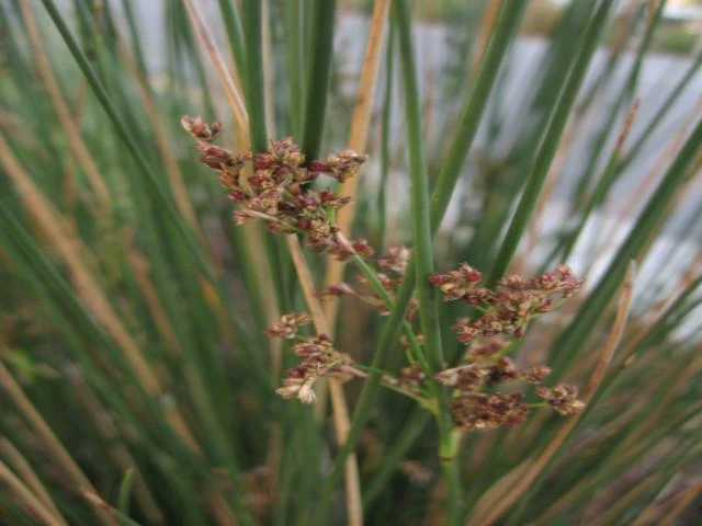 Shrubs Juncus Kraussii Full Sun 3 Shrubs Juncus Kraussii Full Sun