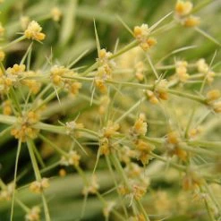 Shrubs Lomandra Hystrix Katie Belles Pbr Matt Rush Border Plants