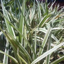 Shrubs Dianella 'Silver Streak' Variegated 12 Shrubs Dianella 'Silver Streak' Variegated