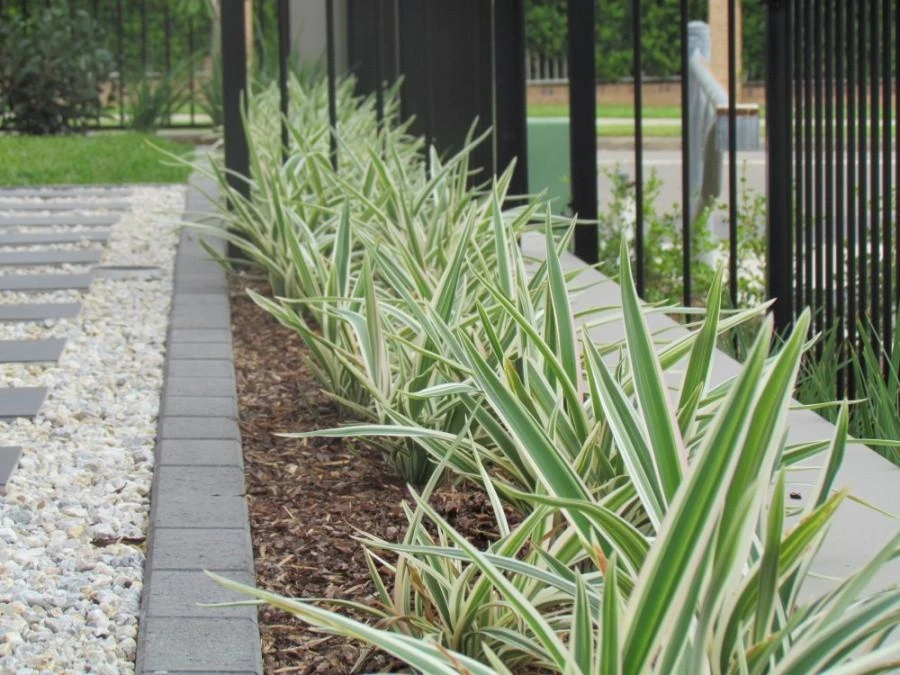 Shrubs Dianella 'Silver Streak' Variegated 4 Shrubs Dianella 'Silver Streak' Variegated