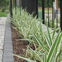 Shrubs Dianella Variegata Full Sun