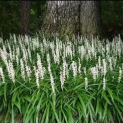 Shrubs Liriope Muscari Munroe White