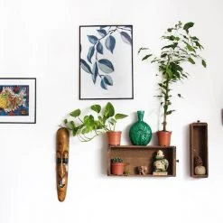 Indoor Garden Pothos 'Devils Ivy' Golden Pothos