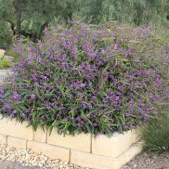 Ozbreed Meema™ Hardenbergia Violacea 'HB1' PBR Border Plants 14 Ozbreed Meema™ Hardenbergia Violacea 'HB1' PBR Border Plants