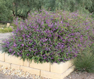 Ozbreed Meema™ Hardenbergia Violacea 'HB1' PBR Border Plants 8 Ozbreed Meema™ Hardenbergia Violacea 'HB1' PBR Border Plants