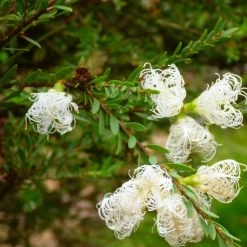 Shrubs Melaleuca Thymifolia White Lace