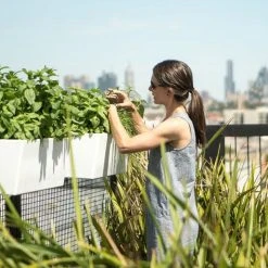 GLOWPEAR PTY LTD Mini Rail