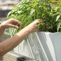 GLOWPEAR PTY LTD Mini Rail