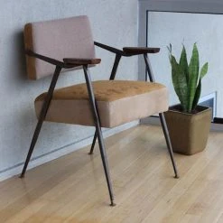 Succulents Sansevieria Dwarf Full Sun 11 Succulents Sansevieria Dwarf Full Sun